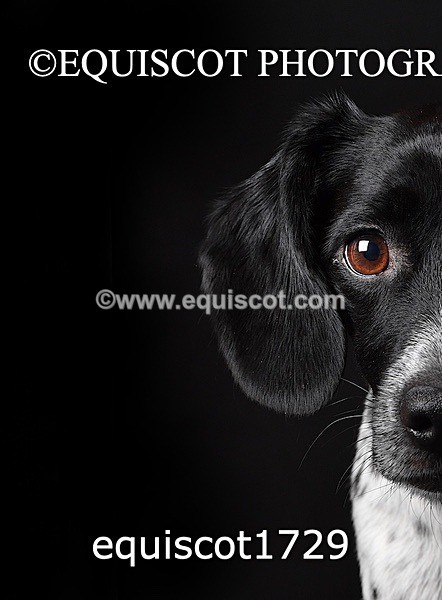 equiscot1729 - TAM