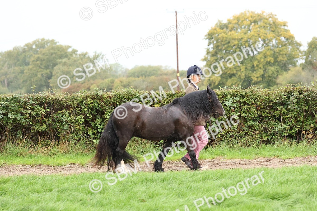 SBM_35249 - S10 - Best In Hand Horse & Pony