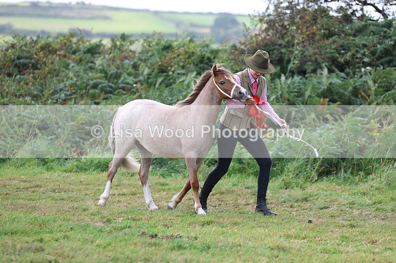 3E7A5635 - In Hand Championship