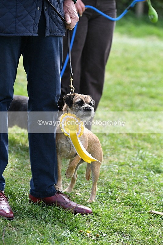 WJ5_0671 - Class 7 Best Terrier