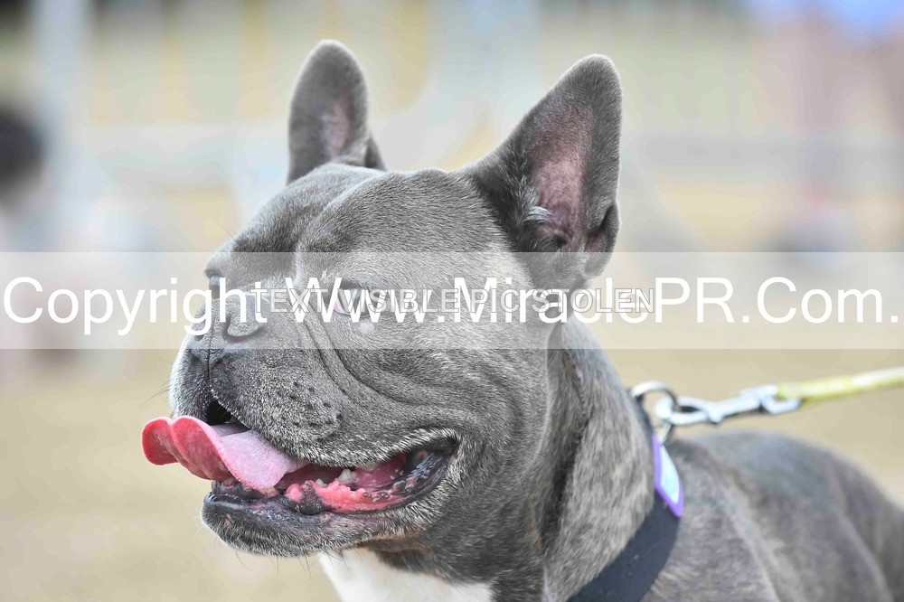 SH4_0149 - Dog show.