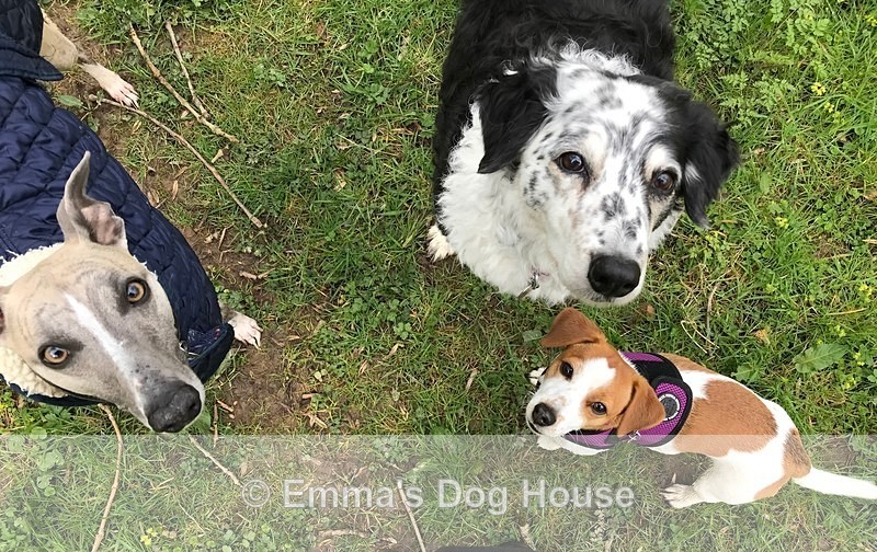  - Dogs