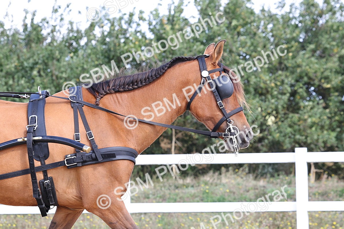 SBM_000869 - Class 8 - Novice Horse or Pony to any vehicle