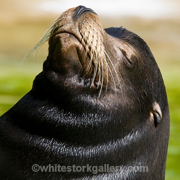 I'm Chilled ! - Sea Lion - Wildlife and Animals