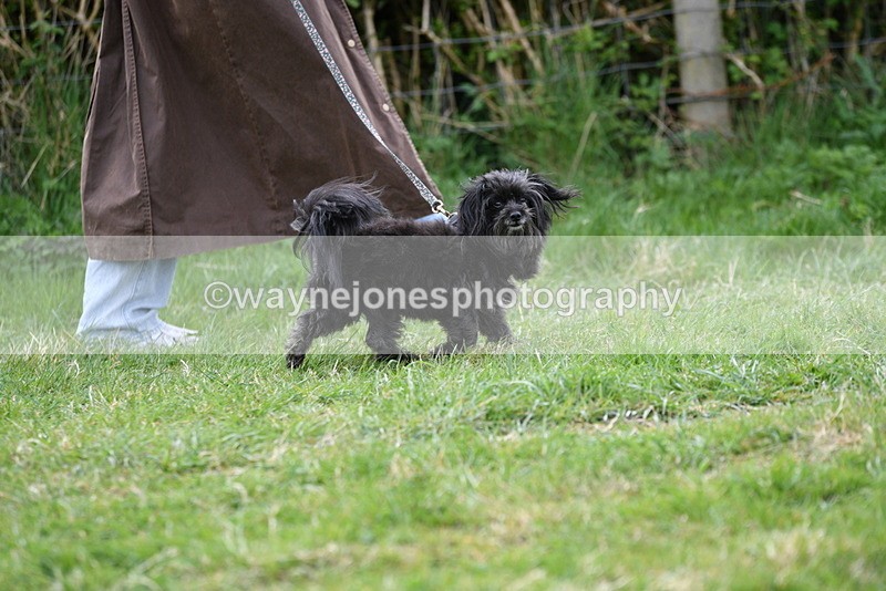 WJ5_9117 - Class 1 Best Cross Breed / Heniz 57