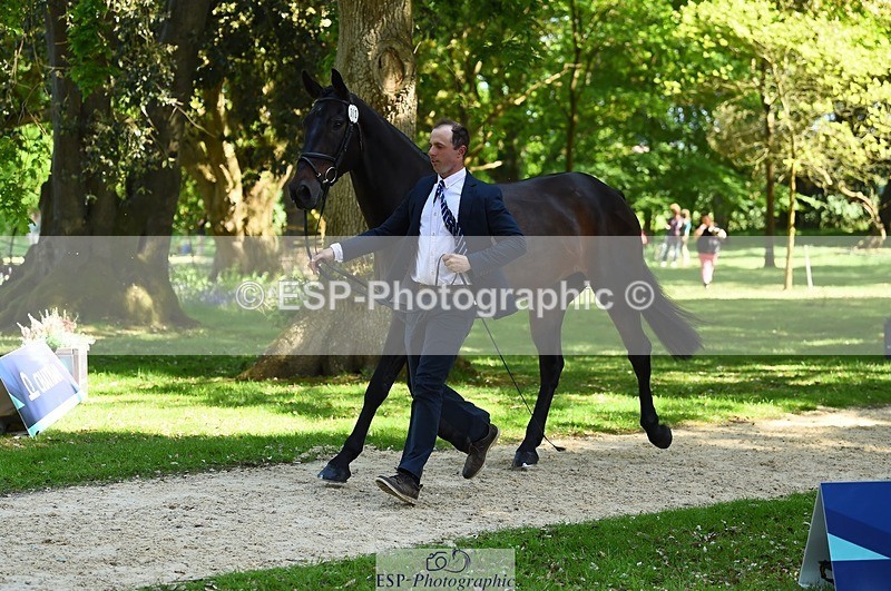 230524-153628-00387 - 362-SPIRIT'S_GEMINI-Harry_Dzenis-WEDTrotUp+DR