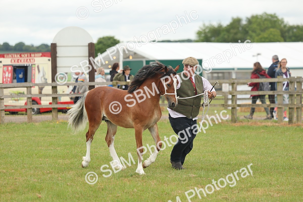 SBM_02353 - Class 50-57 - M&M Welsh Pony In Hand