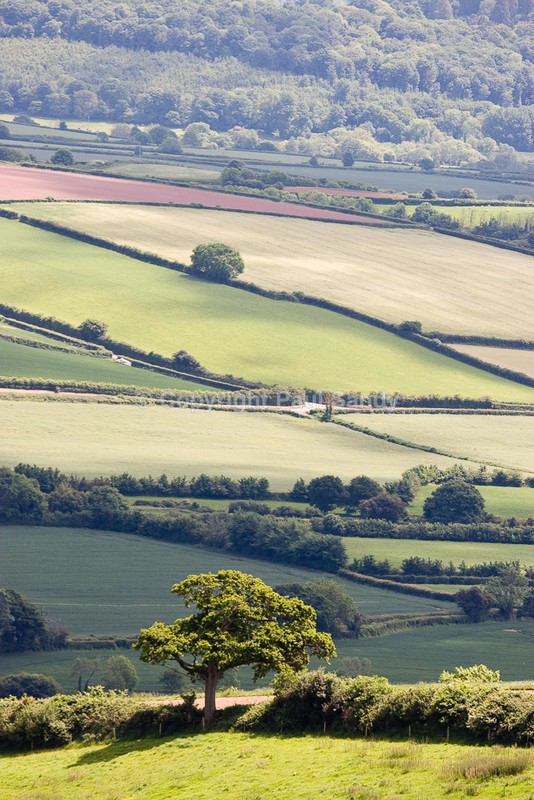 Across the Exe Valley from near Upcott Wood - Featured Images