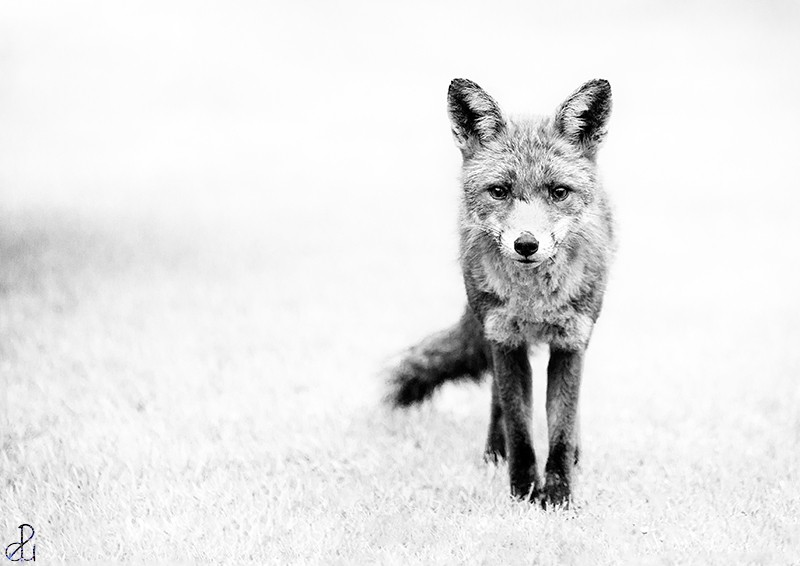 Wildlife photography by Diana Uzun