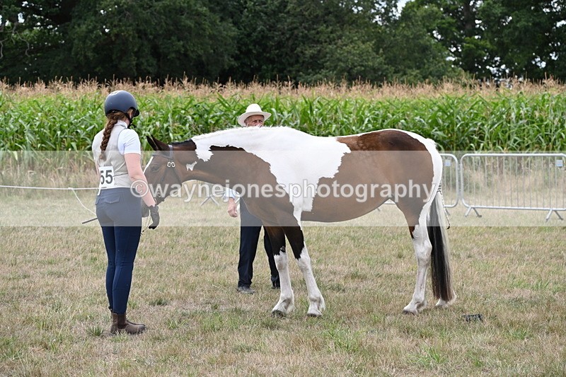 WJ6_5585 - Class 18 In-hand Coloured