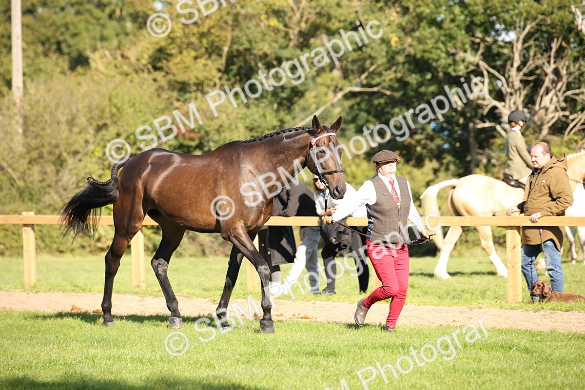 SBM_36579 - S10 - Best In Hand Horse & Pony