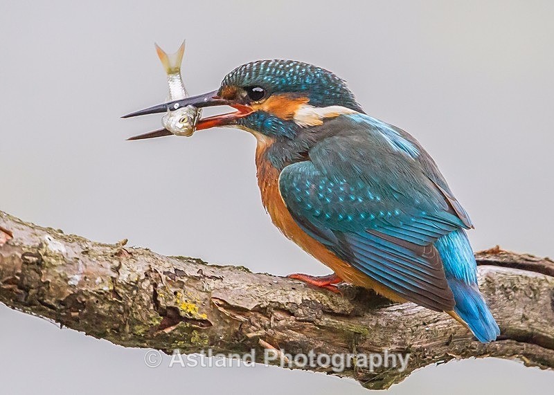 Astland Photography, Bird and Wildlife Images, Susan and Peter Wilson, U.K.