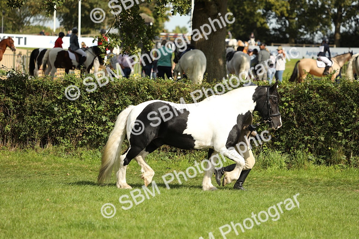 SBM_68569 - S40 - Junior Handler 9-12 Years