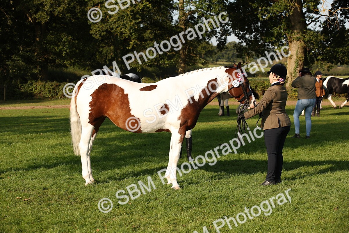 SBM_58751 - S51 - Piebald & Skewbald Horse In Hand