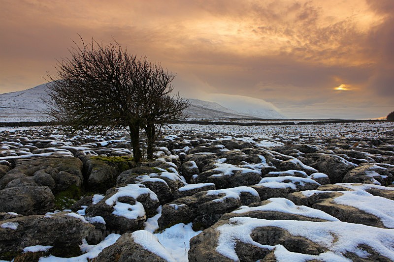 Lone tree and the limestone pavement near Ingleborough.  ref 9256 - The Pennines and Cumbria