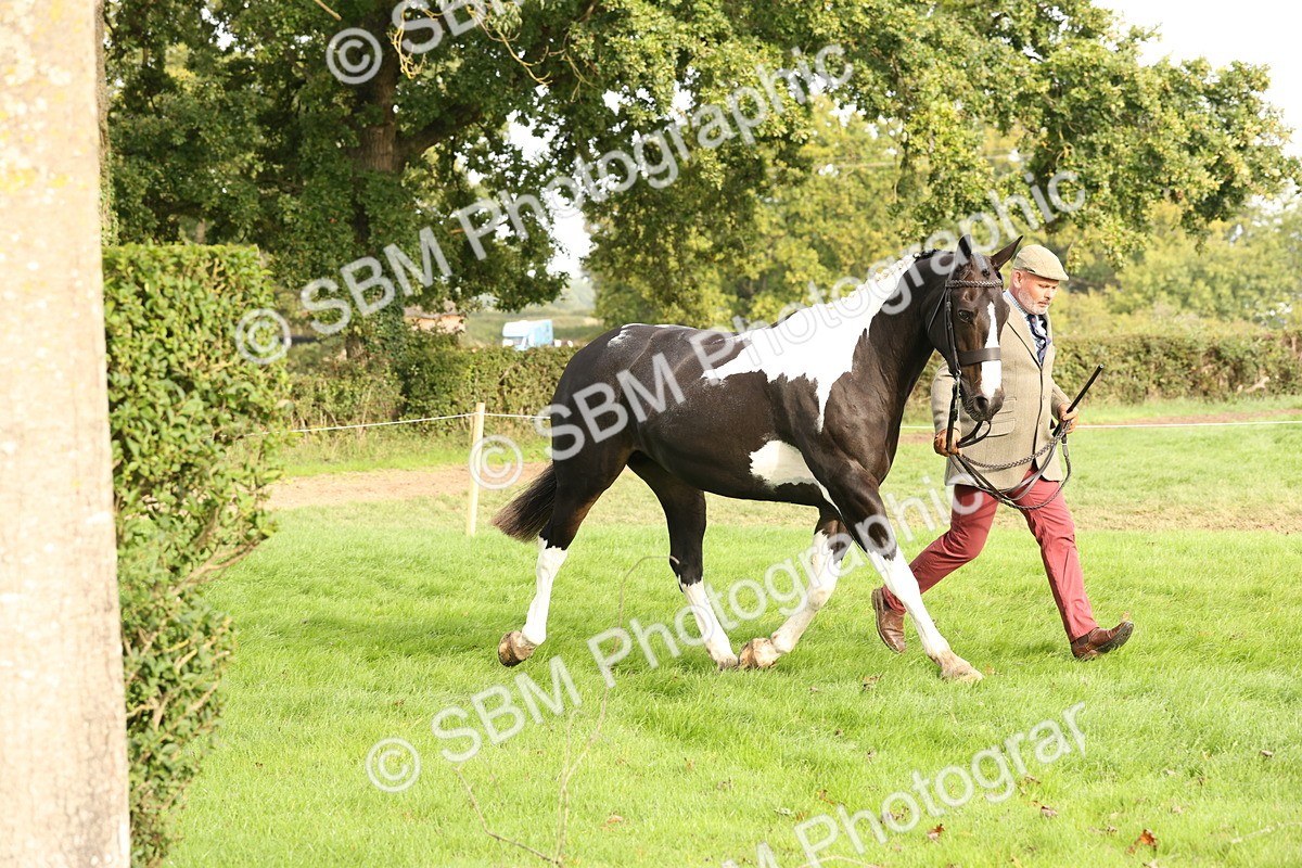 SBM_56786 - S54 - Piebald & Skewbald Horse In Hand