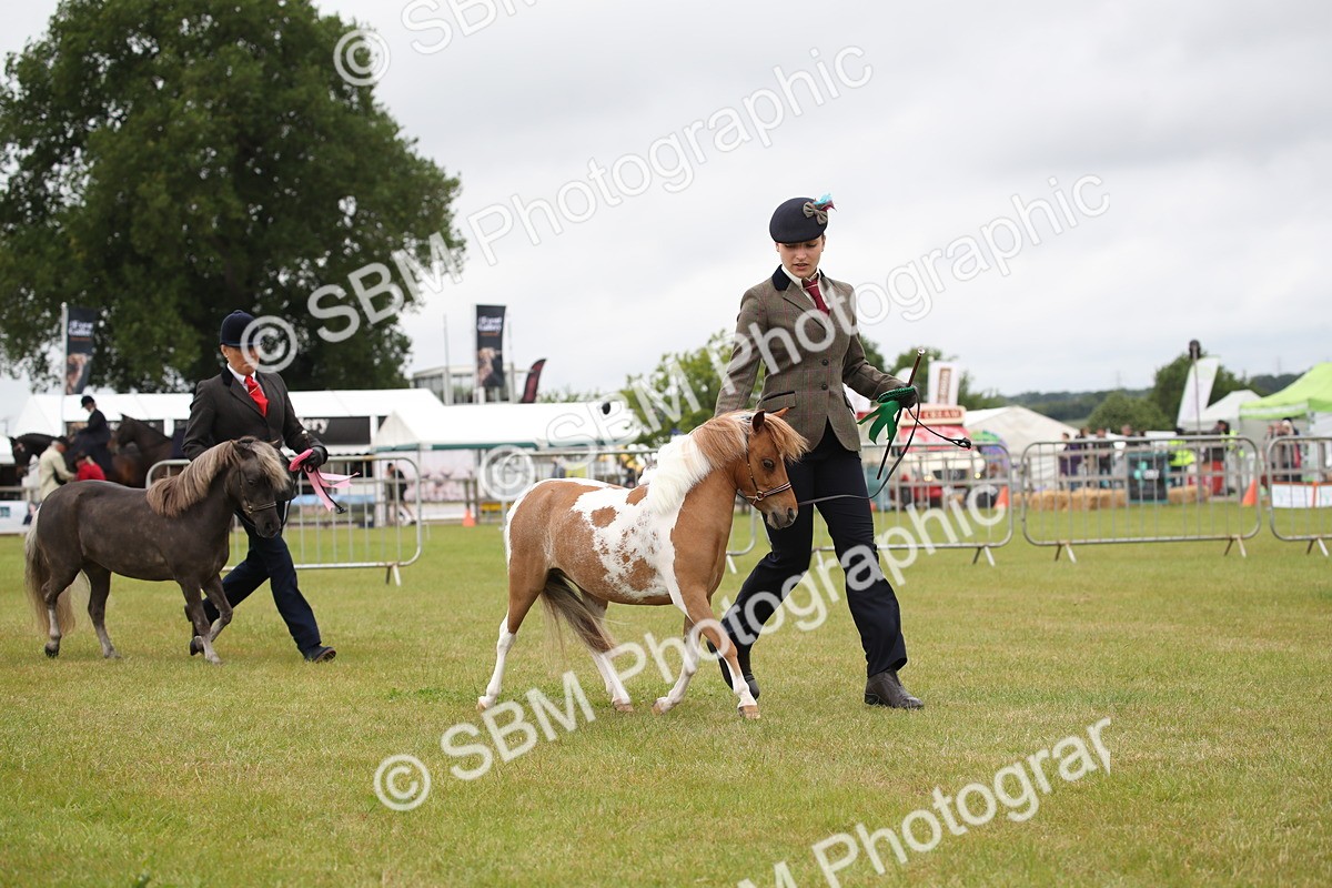 SBM_04030 - Class 23-25 - British Miniature Horse of the Year
