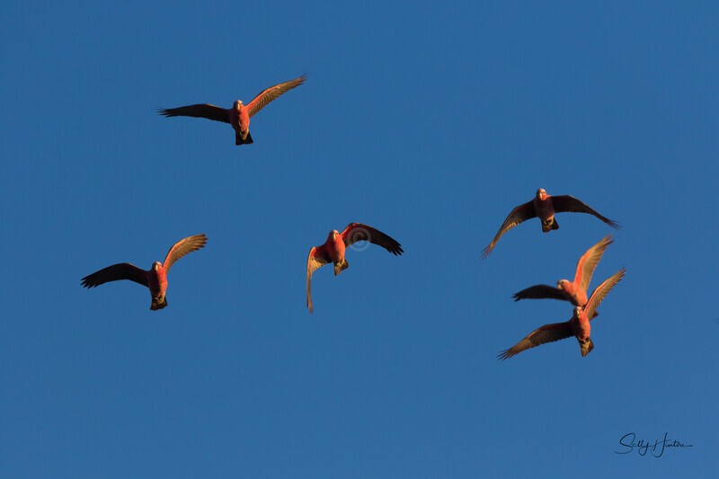 Galahs in Flight 2 - Galahs