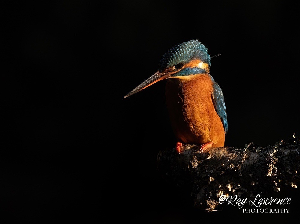 Woodland Birds_RLP192654 - Natural World