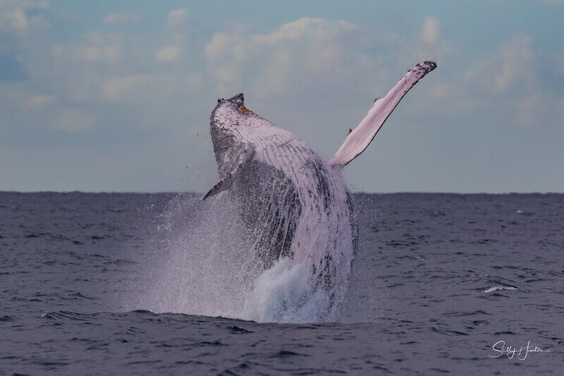 Humpback Ballet 4. 0A3A1165 - 2025 Whales