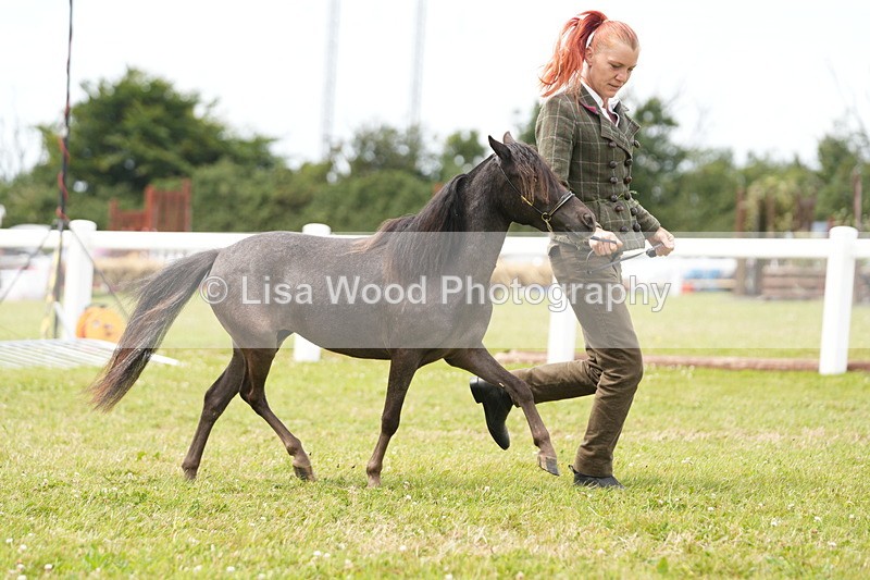 DSC06469 - Class 56: Miniature Horse 1, 2 & 3yr olds