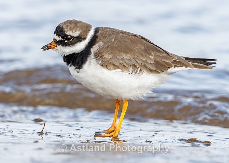 Astland Photography, Bird and Wildlife Images, Susan and Peter Wilson, U.K.