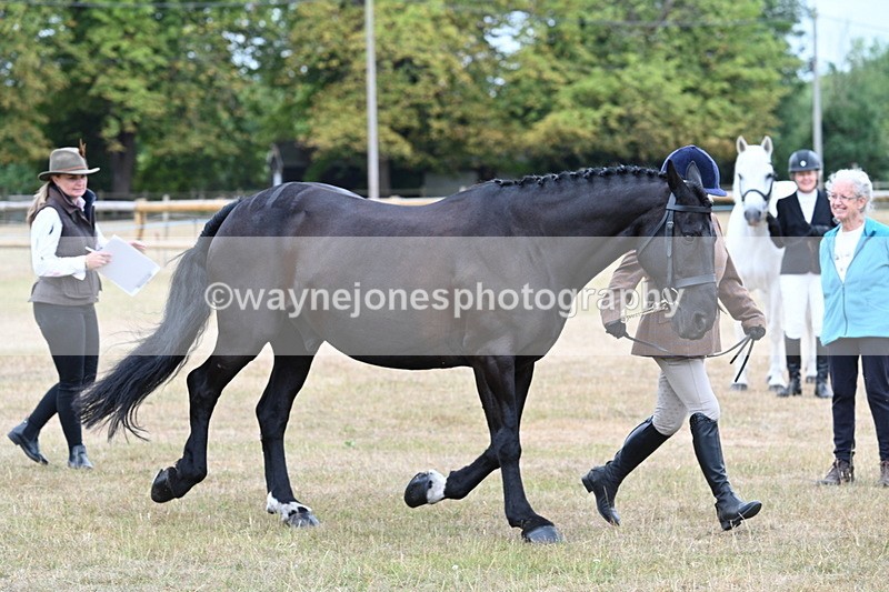 WJ7_0048 - Class 5a Most Handsome Gelding (above 14.2hh)