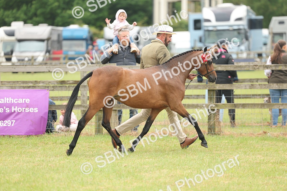 SBM_05396 - Class 68-73 - Riding Pony Breeding