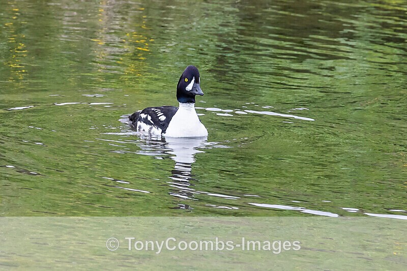 Barrows Goldeneye (m) - Iceland