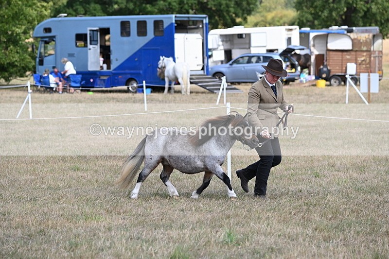 WJ6_6851 - Class 21 Shetland & Mini Horses