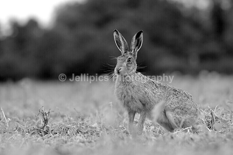 - Wildlife and Nature