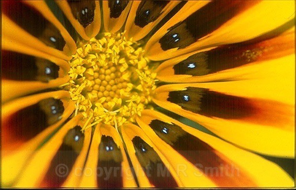 Zany Gazania! - MACRO & CLOSE UPS