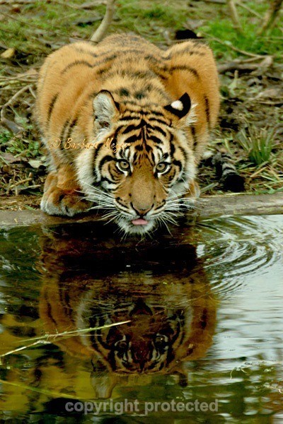 Sumatran Tiger Cub - Nakal (London Zoo) - Tigers
