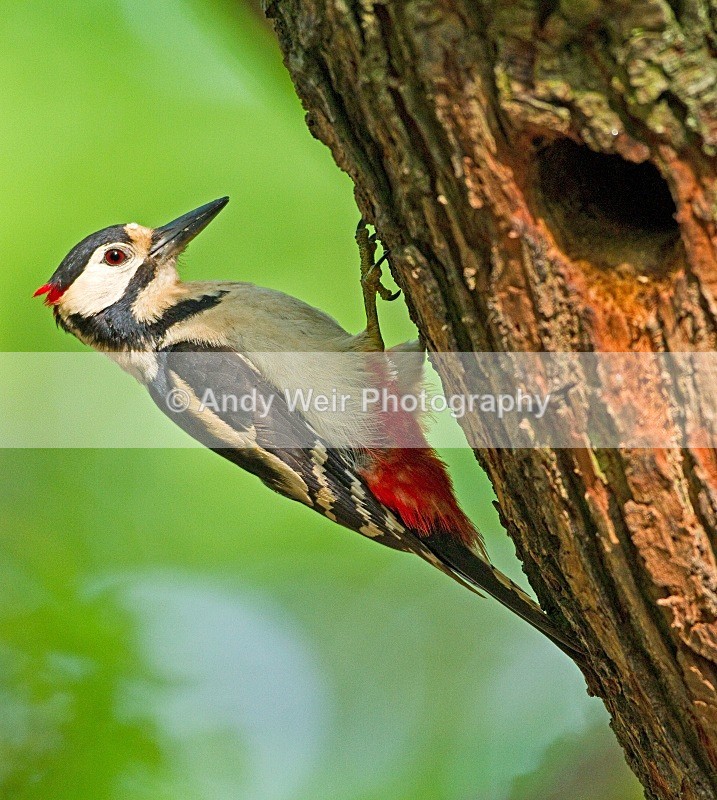 20100605-0219 - Woodpecker