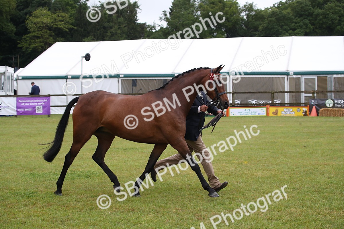 SBM_00153 - Class 17-20 - Arab & Part Bred - Anglo Arab In Hand