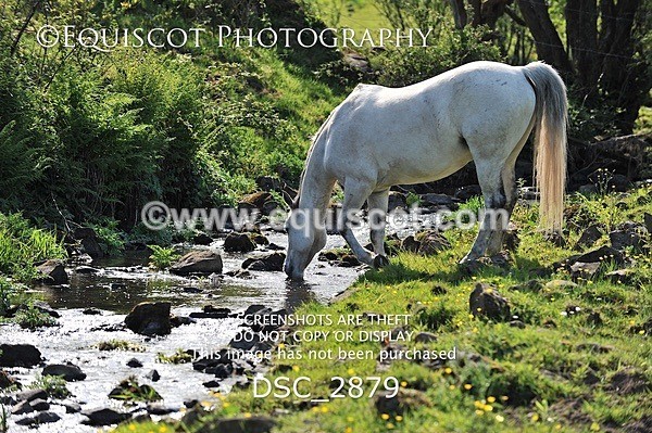 DSC_2879 - ARCHIVE REQUEST - Quincy and Guinness