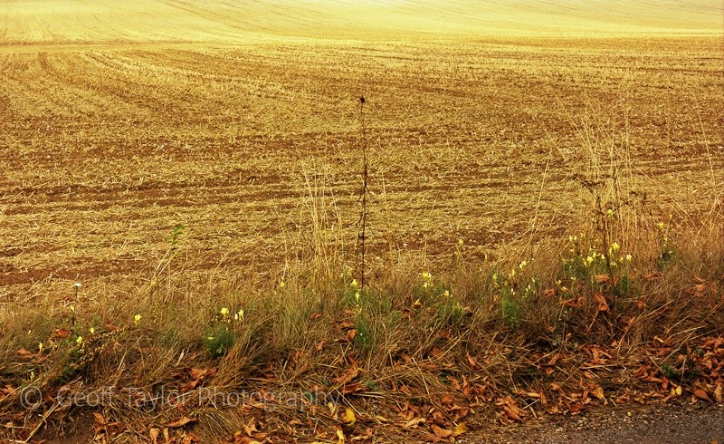 White Hill, South Stoke - A Rural Landscape