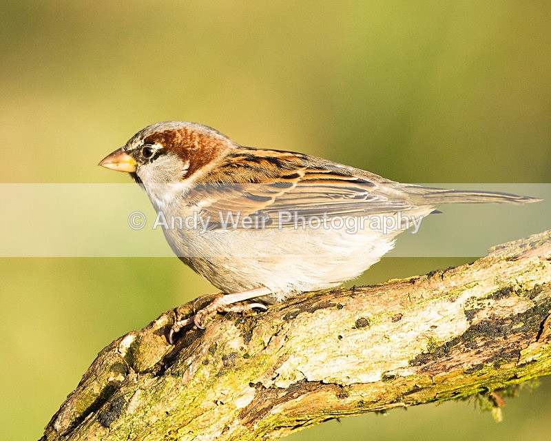 20130105-_MG_1917 - House Sparrow