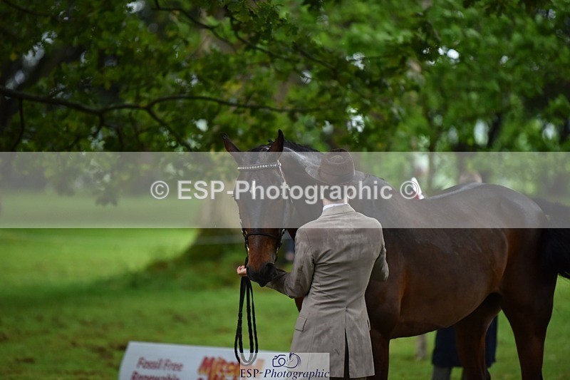 240522-161424-00805 - 162-HAZZLE_DAZZLE-Henry_Hobby