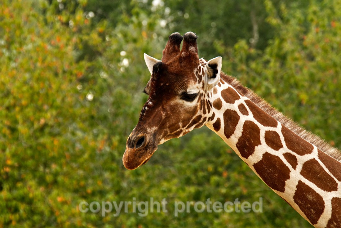 Nzuri - Wildlife Vets International