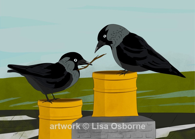 Jackdaws - DIGITAL ARTWORK