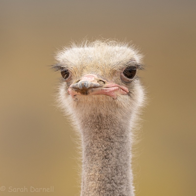 Ostrich SD202610 - Greeting Cards
