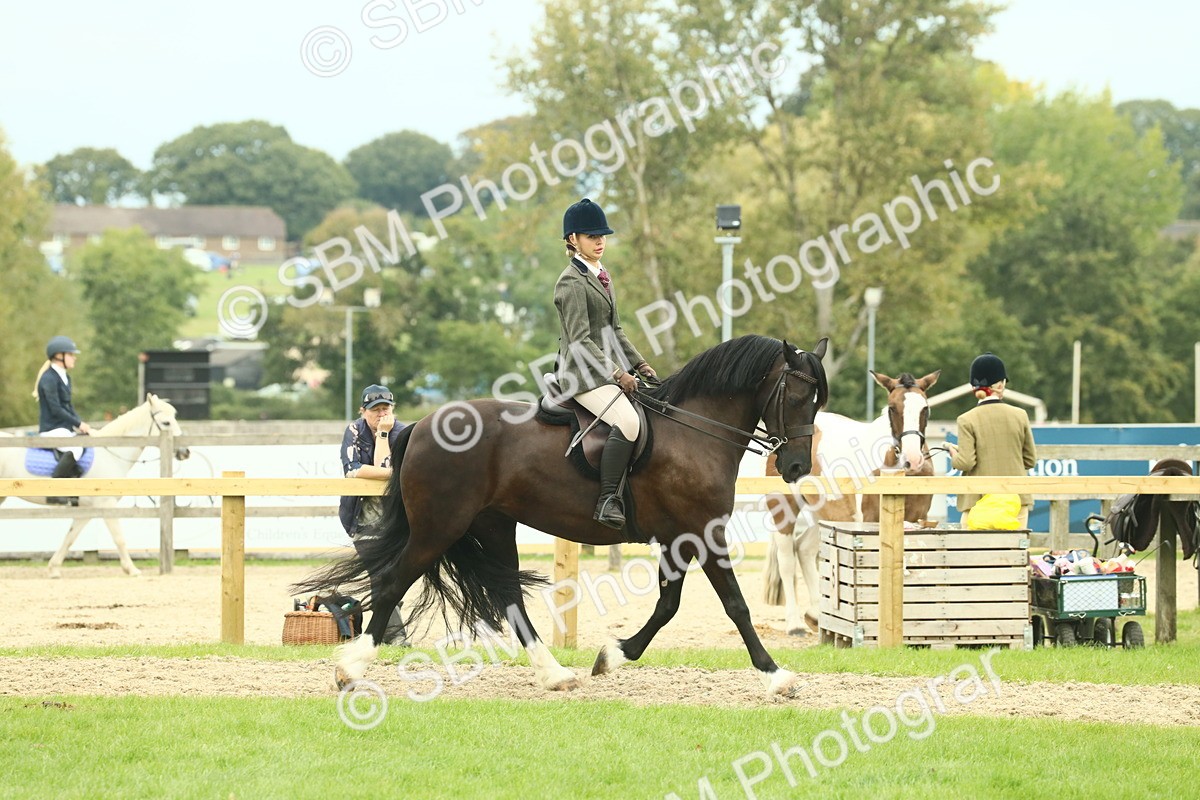 SBM_72154 - S60 - Mountain & Moorland Ridden Large Breeds