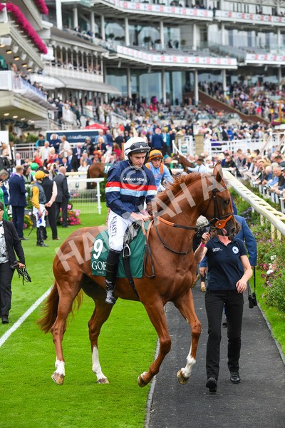 240823-Race 2-Dragon Leader-0124 - Race 2 2.25pm Goffs UK Harry Beeby Premier Yearling Stakes