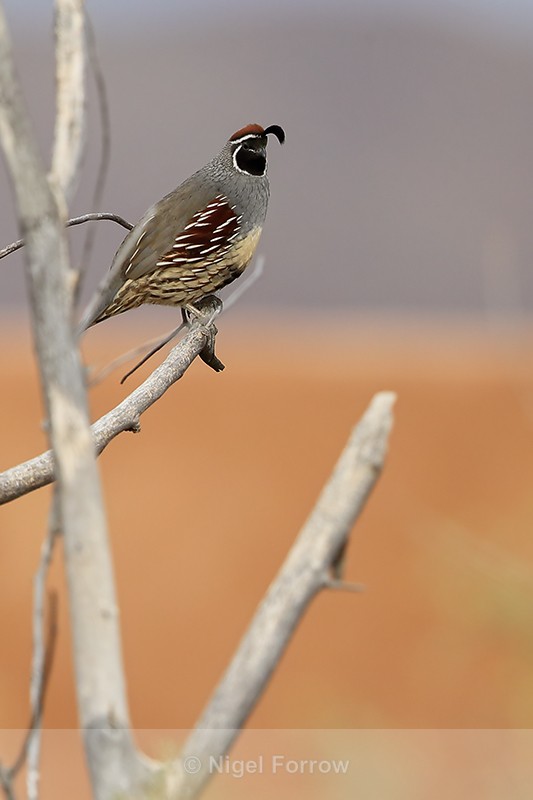 Gambel's Quail (male) perched in tree, Bosque del Apache, New Mexico - Gambel's Quail
