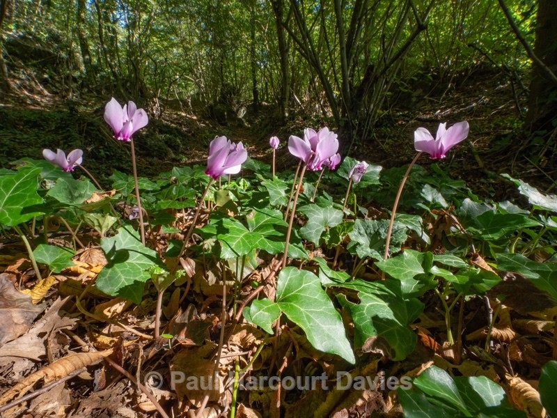 Ivy-leaved cyclamen, Sowbread (Cyclamen hederifolium) - Flowers in the Landscape - 2