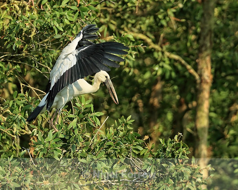 Asian Openbill flapping wings, Gao Giong, Vietnam - Asian Openbill