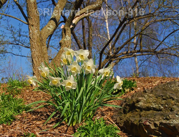 Daffodils on a Hill - Flowers