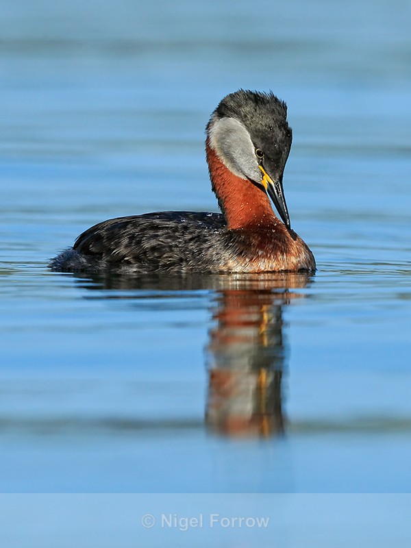 Red-necked Grebe, Farmoor Reservoir - Red-necked Grebe