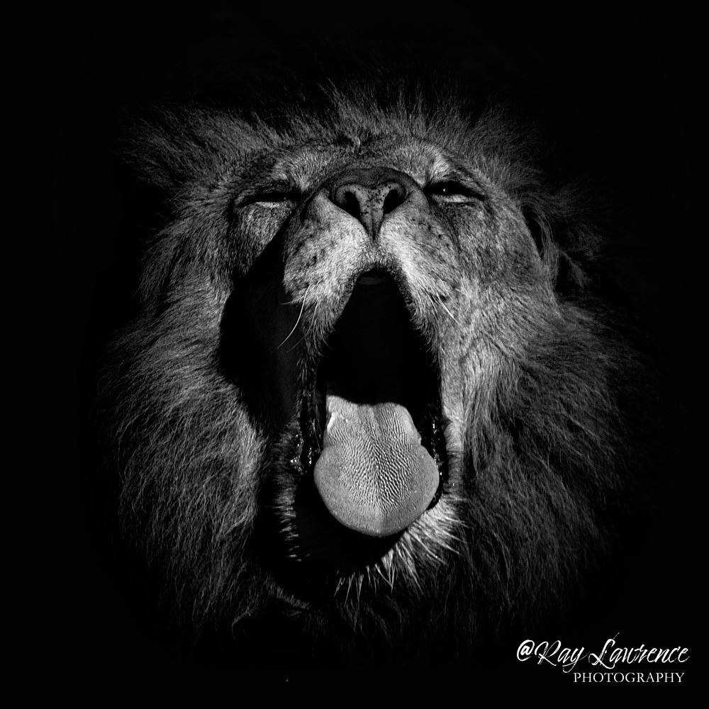 RLP_3263-1963 - Monochrome Zoo